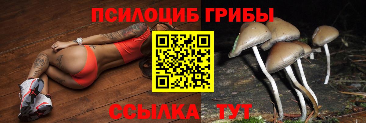 Псилоцибиновые грибы мицелий  Вход с VPN  Луга  Псилоцибиновые грибы Psilocybe 